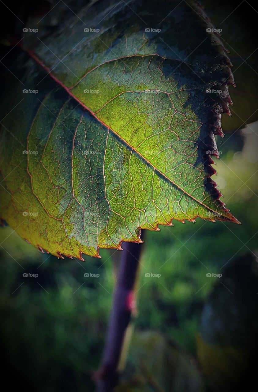 Leaf in the morning sun