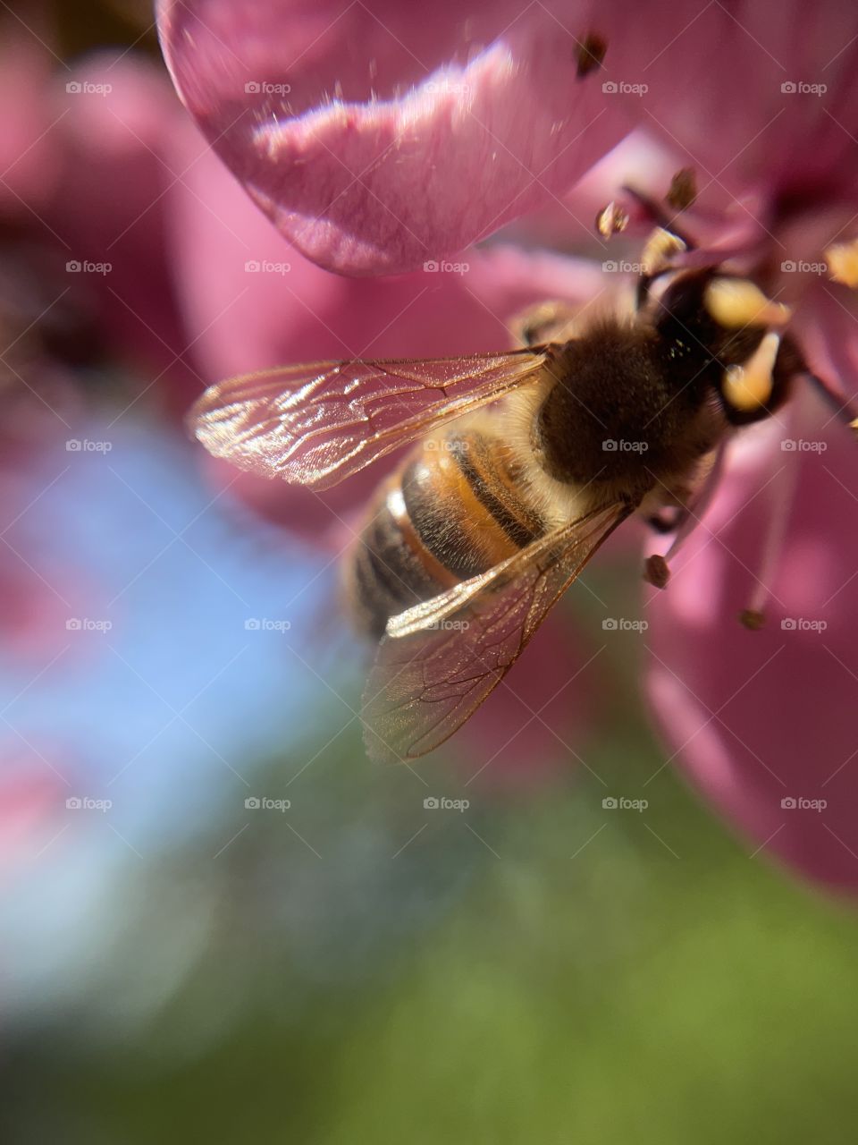 Macro shot on a bee on a flower