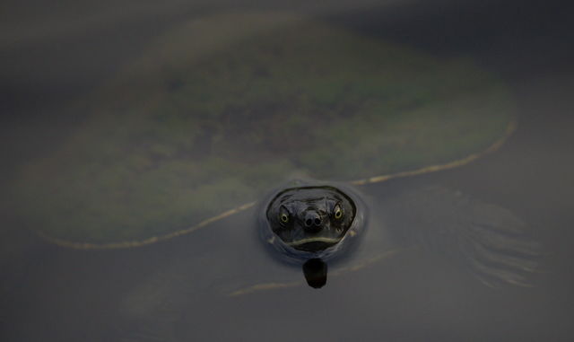 fresh water turtle