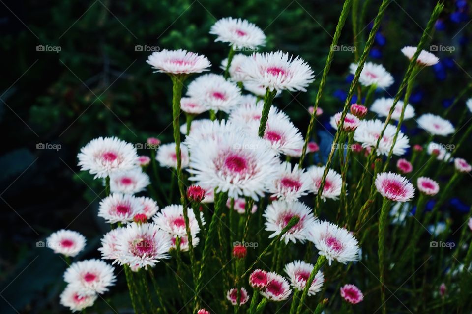 Western Australia daisy called Albany daisy.