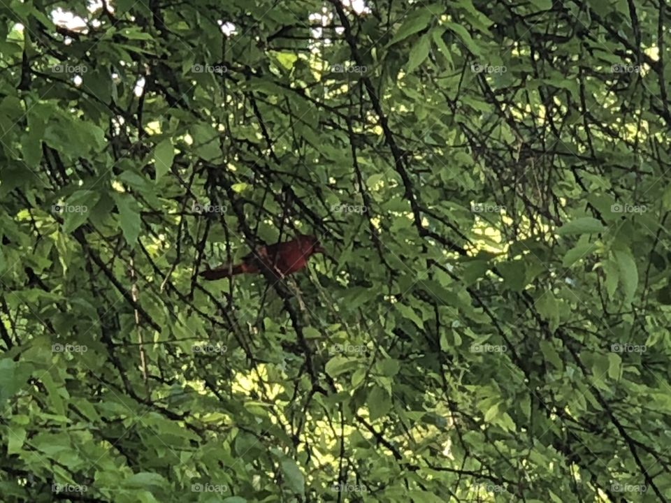 So, I was at a state park and to my amazing surprise I seen this Cardinal flying around. Looks like he was flying around and posing.