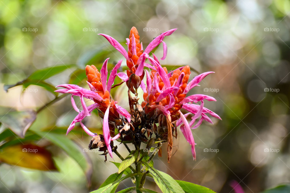 The most unusual blooms - an explosion of orange and pink