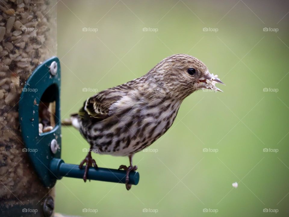 A energetic house finch takes seed from a bird feeder on an early Spring morning in Washington State 