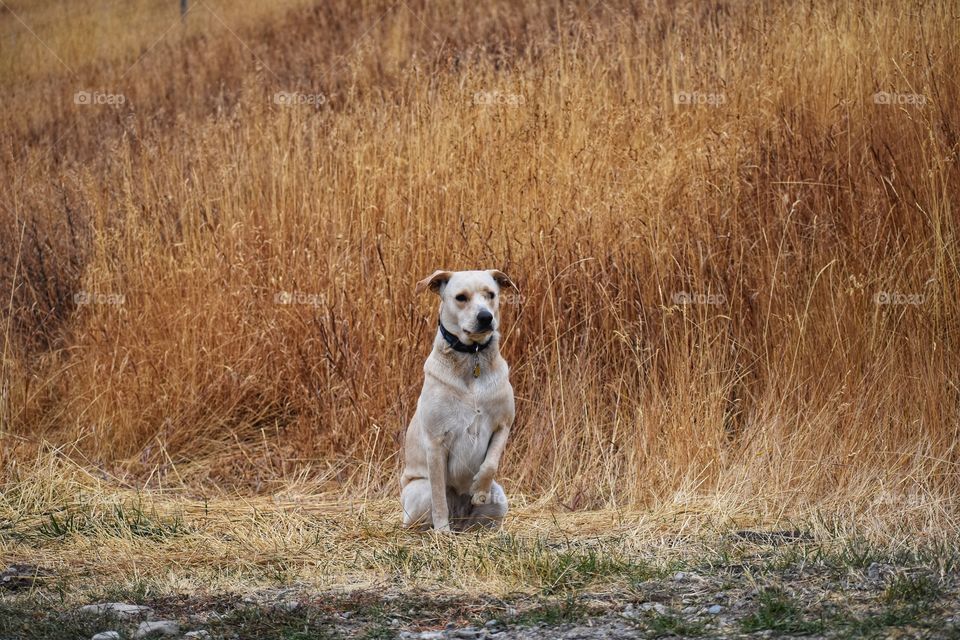 Willow, our pet Labrador, enjoying her time in the high, dry grassy fields at the farm. 