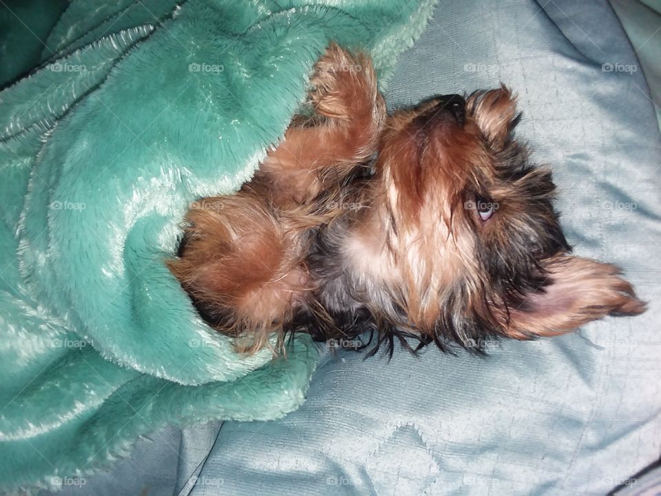 yorky puppy