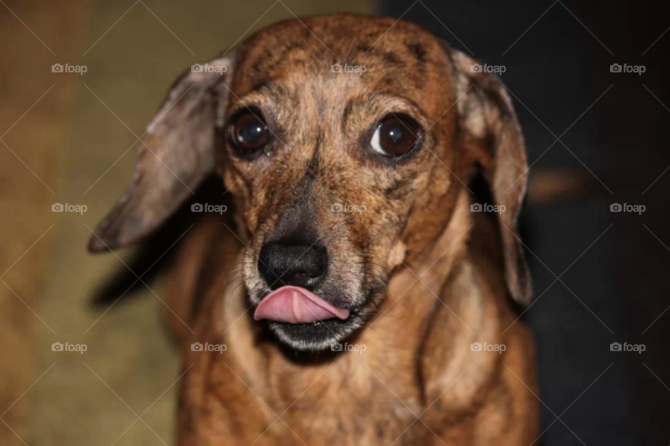 Chiweenie