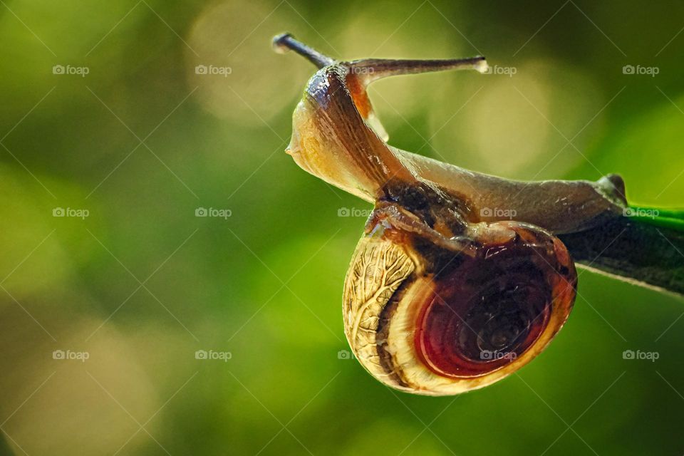 Dance of Snail