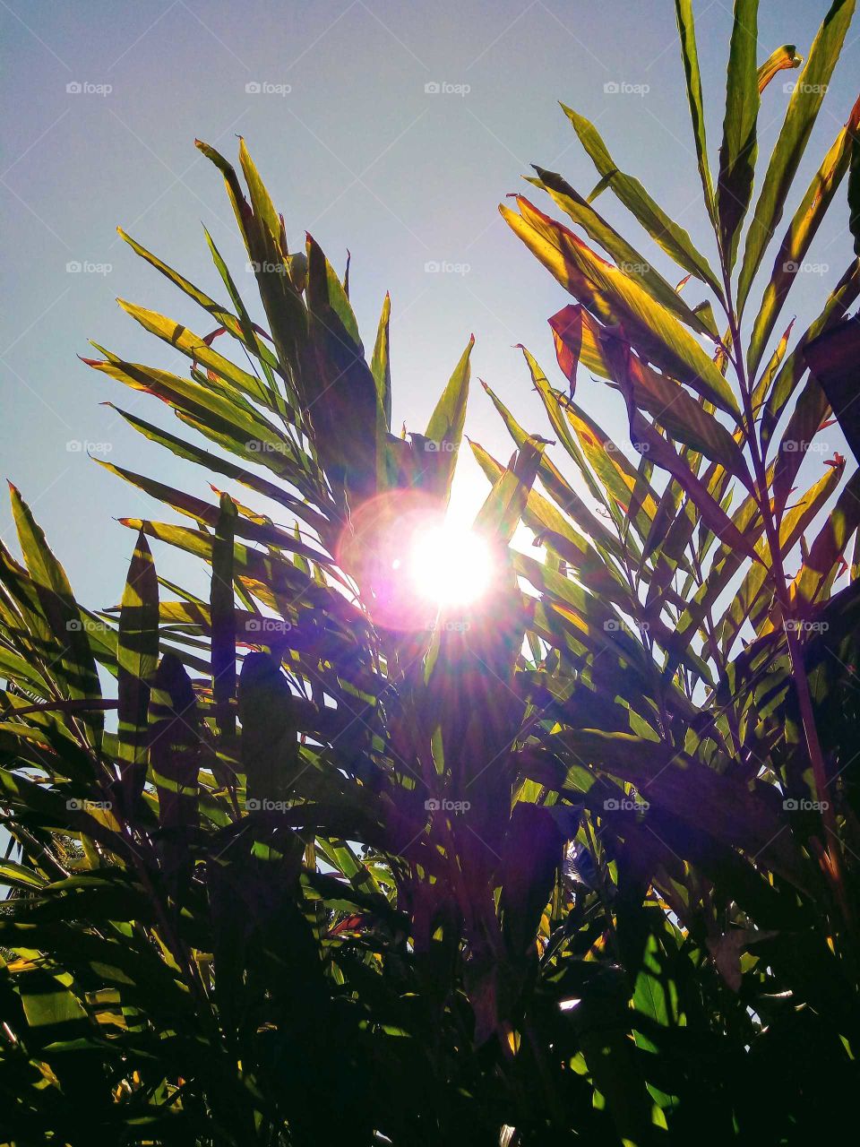 sun from grass