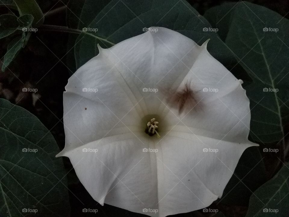 moth on moonflower