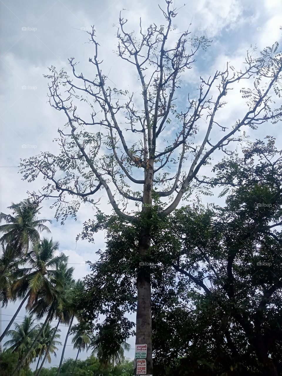 Ravarma VanguvO 
Ailanthus triphysa (also Ailanthus malabarica)  
Evergreen rainforest tree  
Native to Asia and Australia  Matchwood and plywood tree
Biggest one 
Beech tree