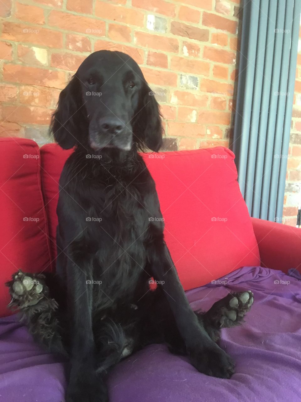 Flatcoat retriever in an extraordinarily unusual sitting position. On a red sofa.Could be yoga. 