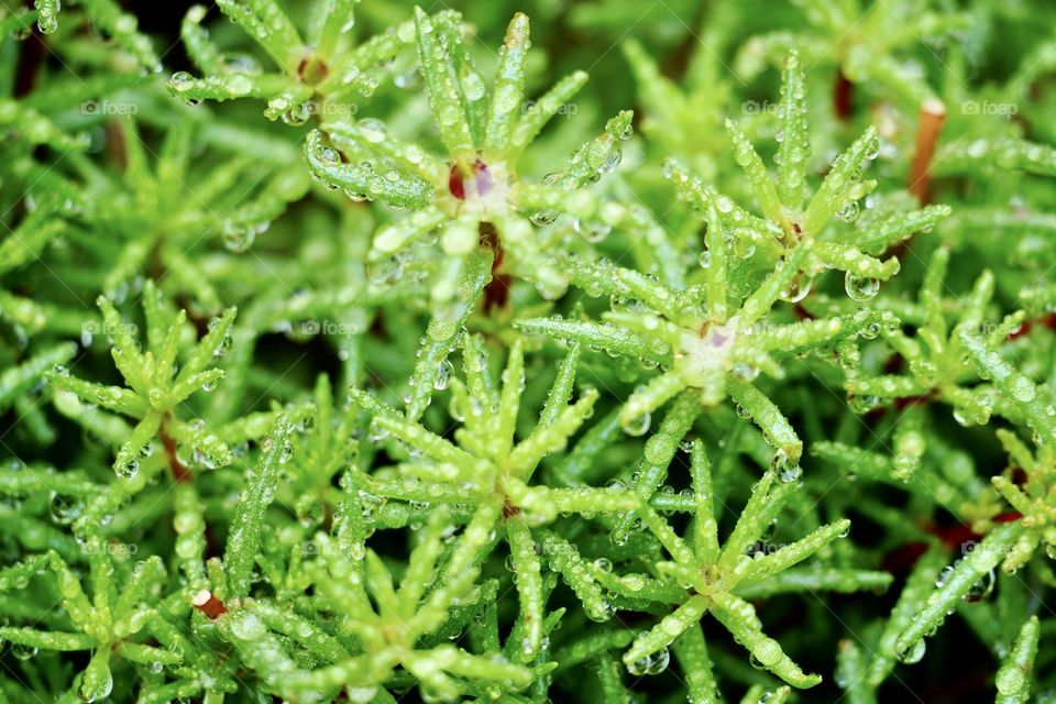 Green color background by plants after raining