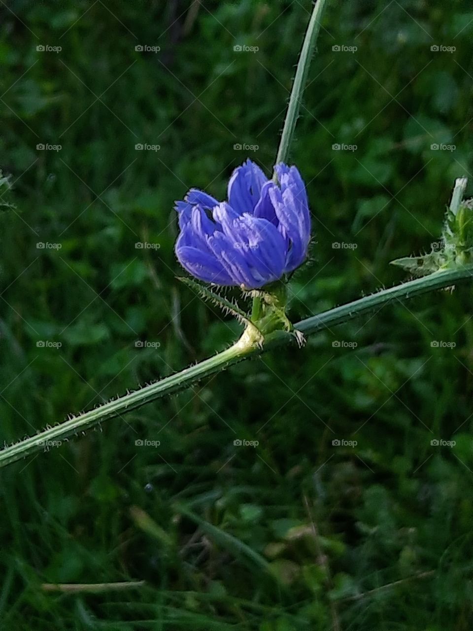 closeup of chicory  on early morning