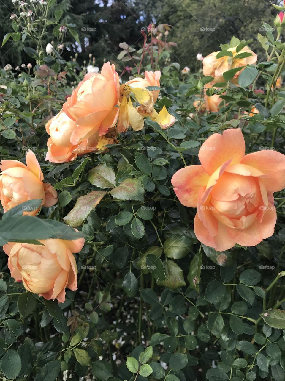 Apricot roses 