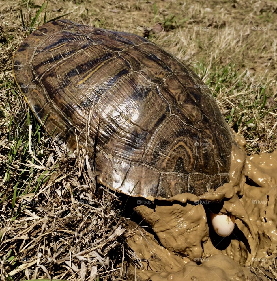 Red Ear Slider Turtle, Laying Eggs, Nesting
