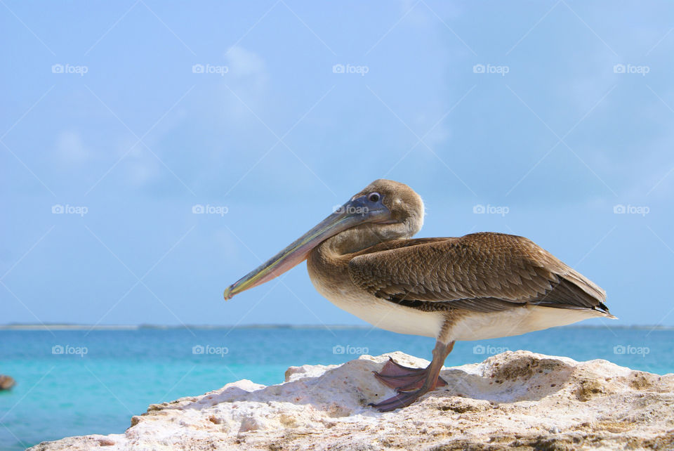 Pelican on beach