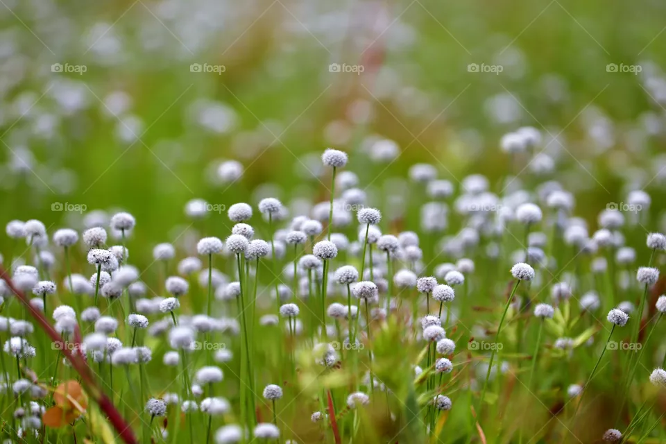 Indian grass flower.