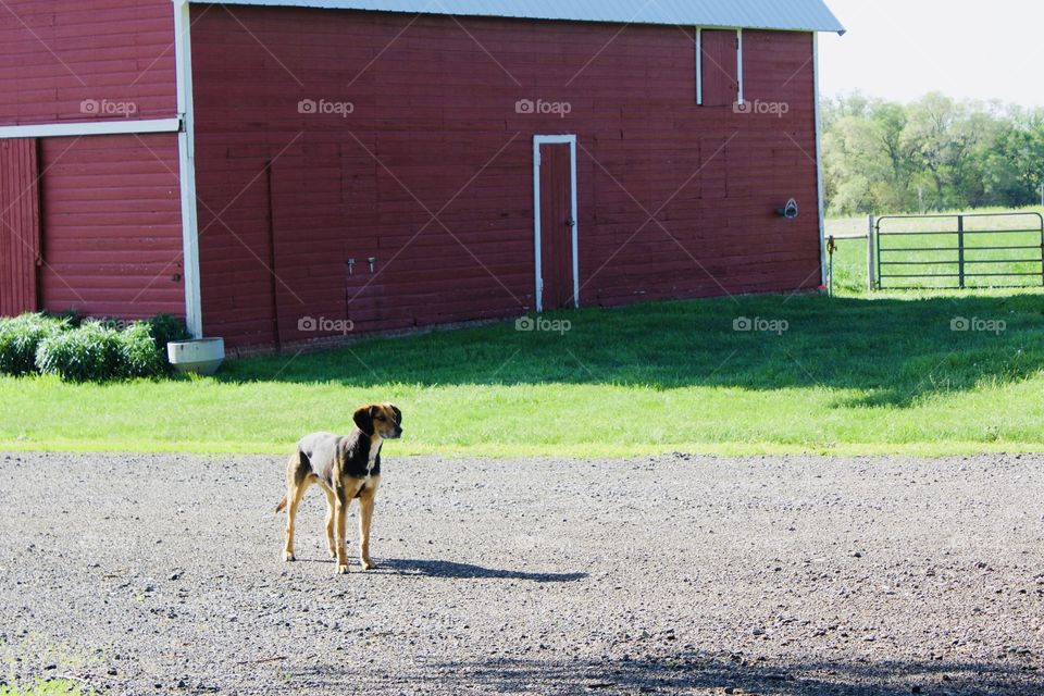 A dog standing on a gravel road next to bright green grass in front of a red barn 