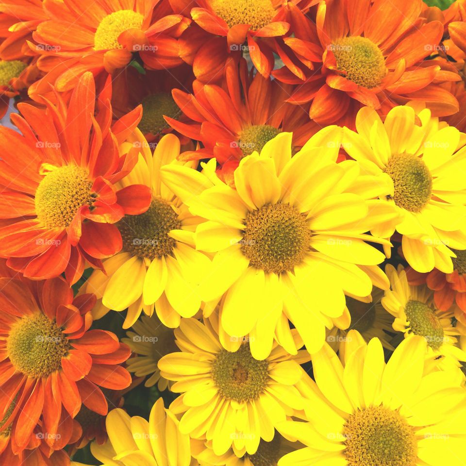 Daisies