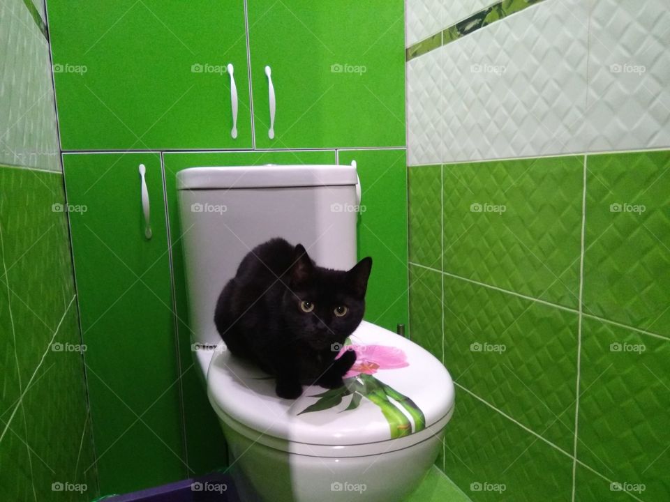 туалет для кота?)