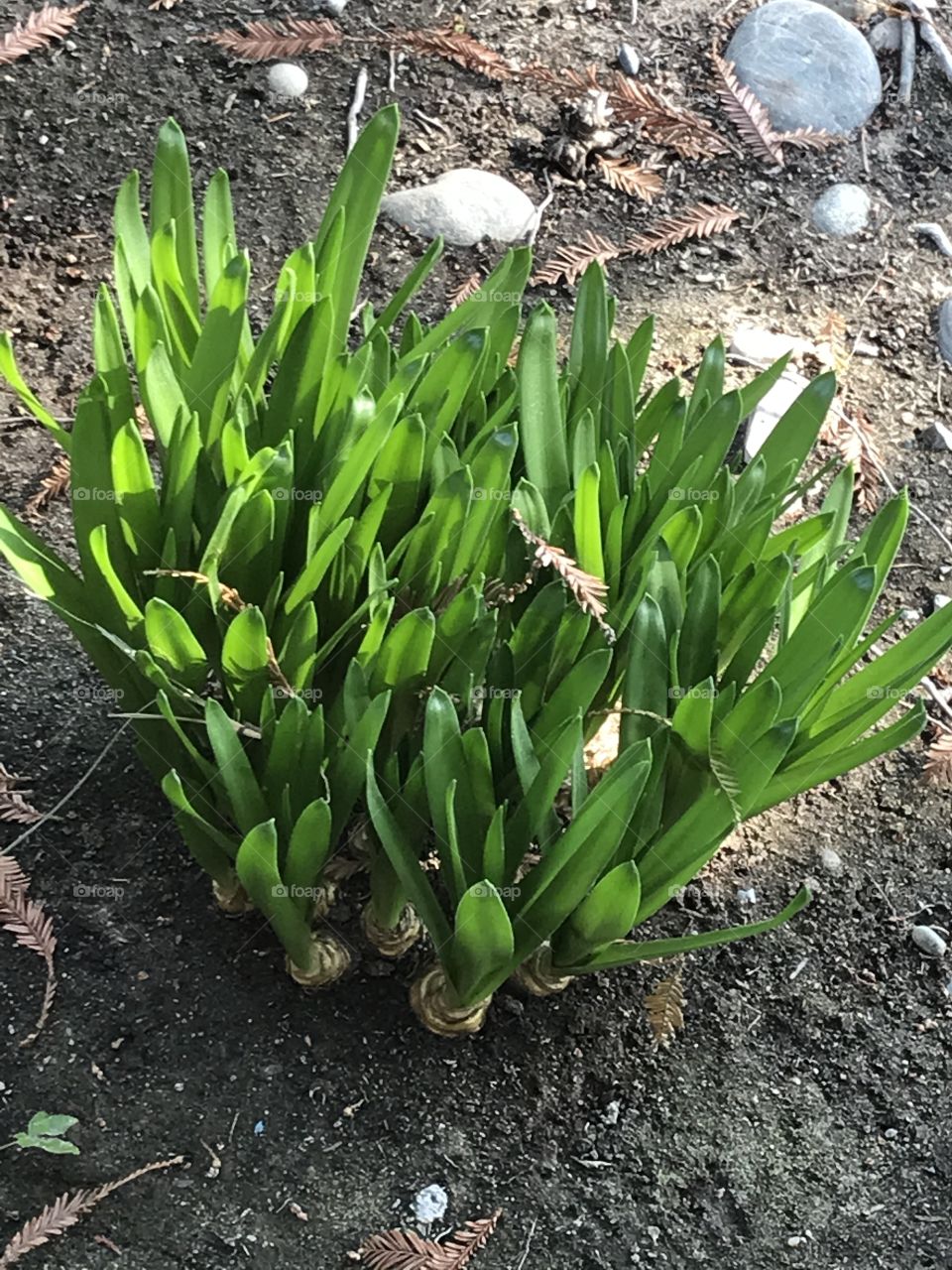 Appealing green plants.