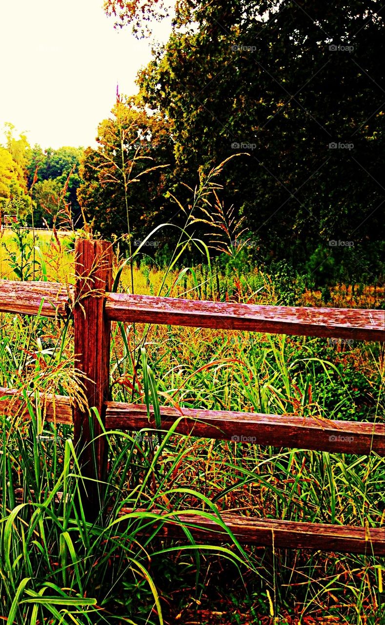 Split rail fence