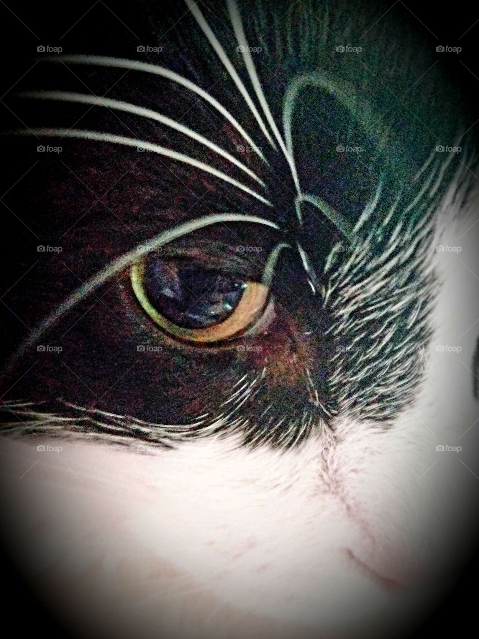 The Eye of the Cat