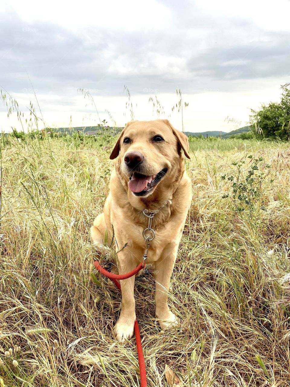 Mobile Series : Animals 