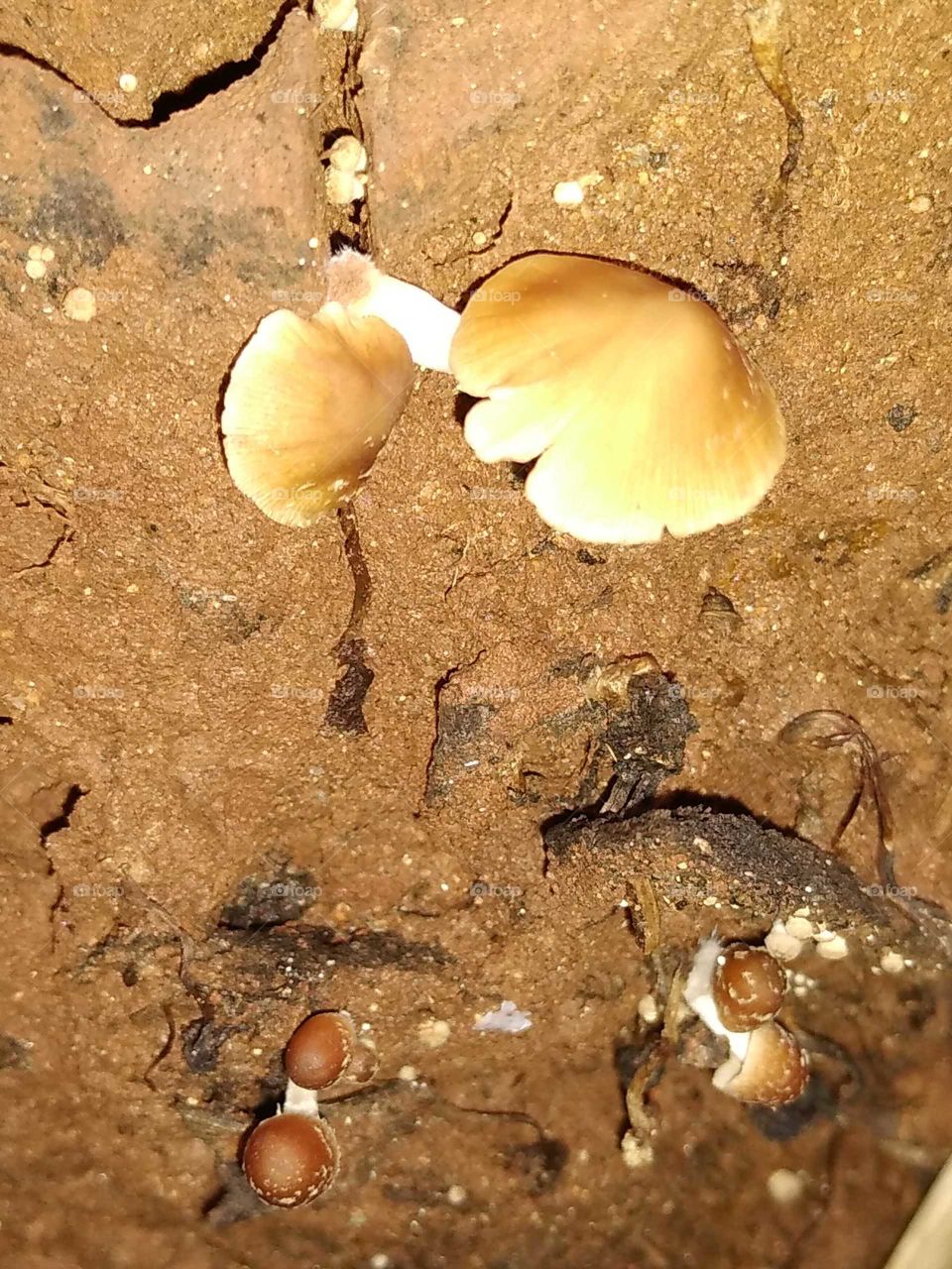 mushrooms on the dead wood