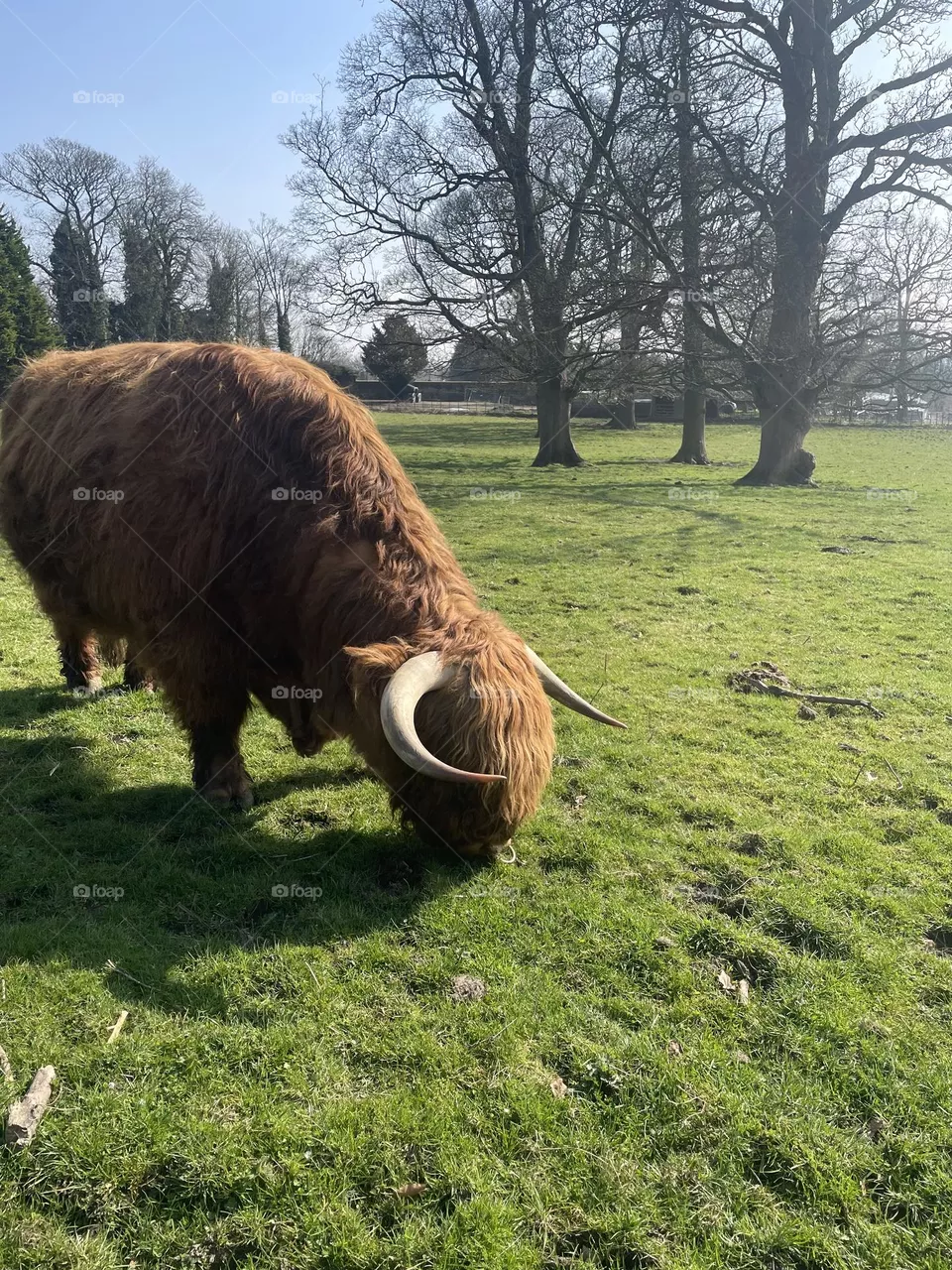 Grassing cow 