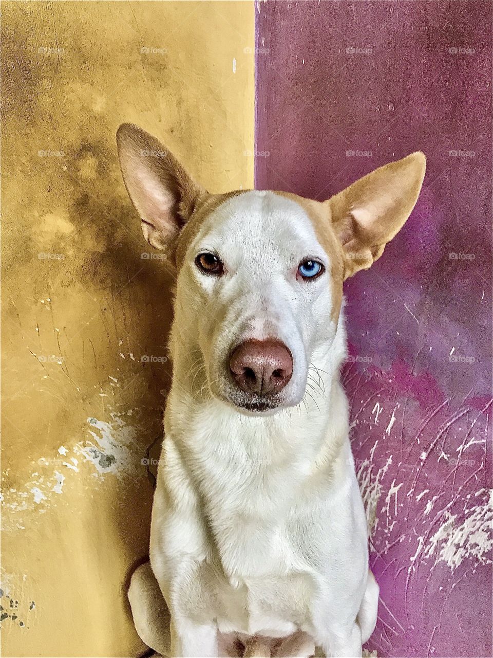 Charming dog with blue eye. 