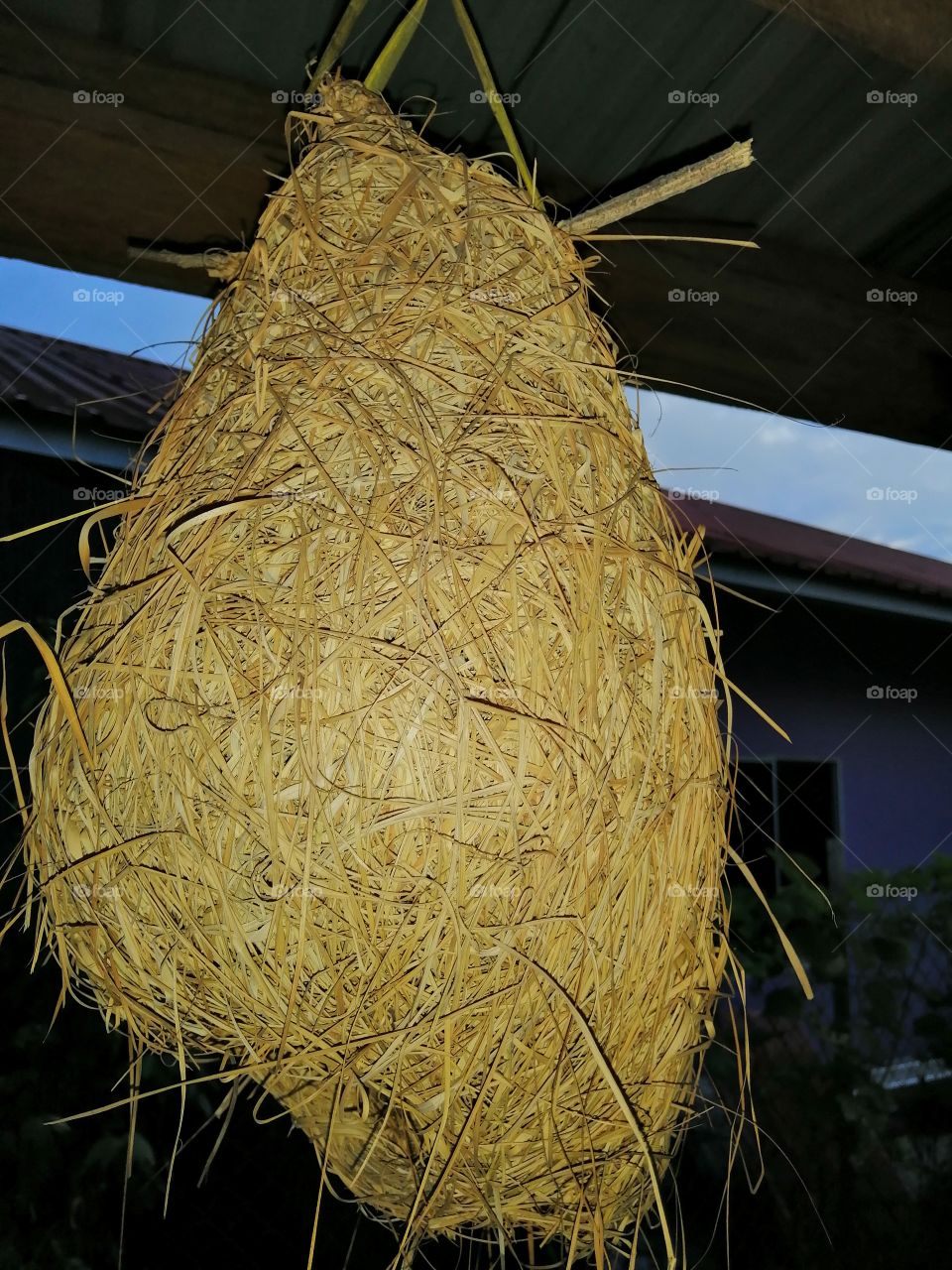 Nest