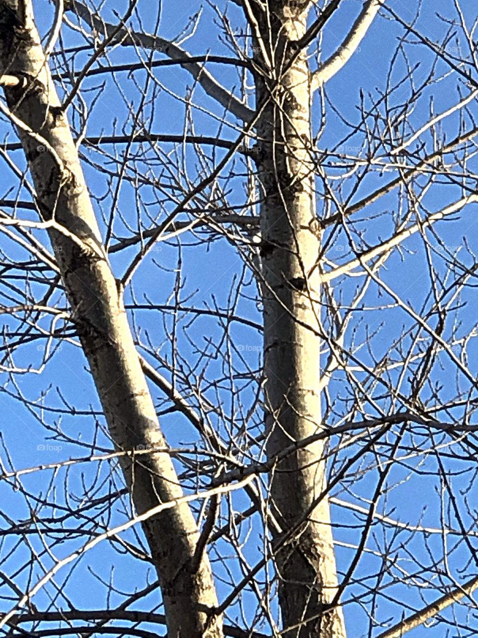 Winter tree and blue sky