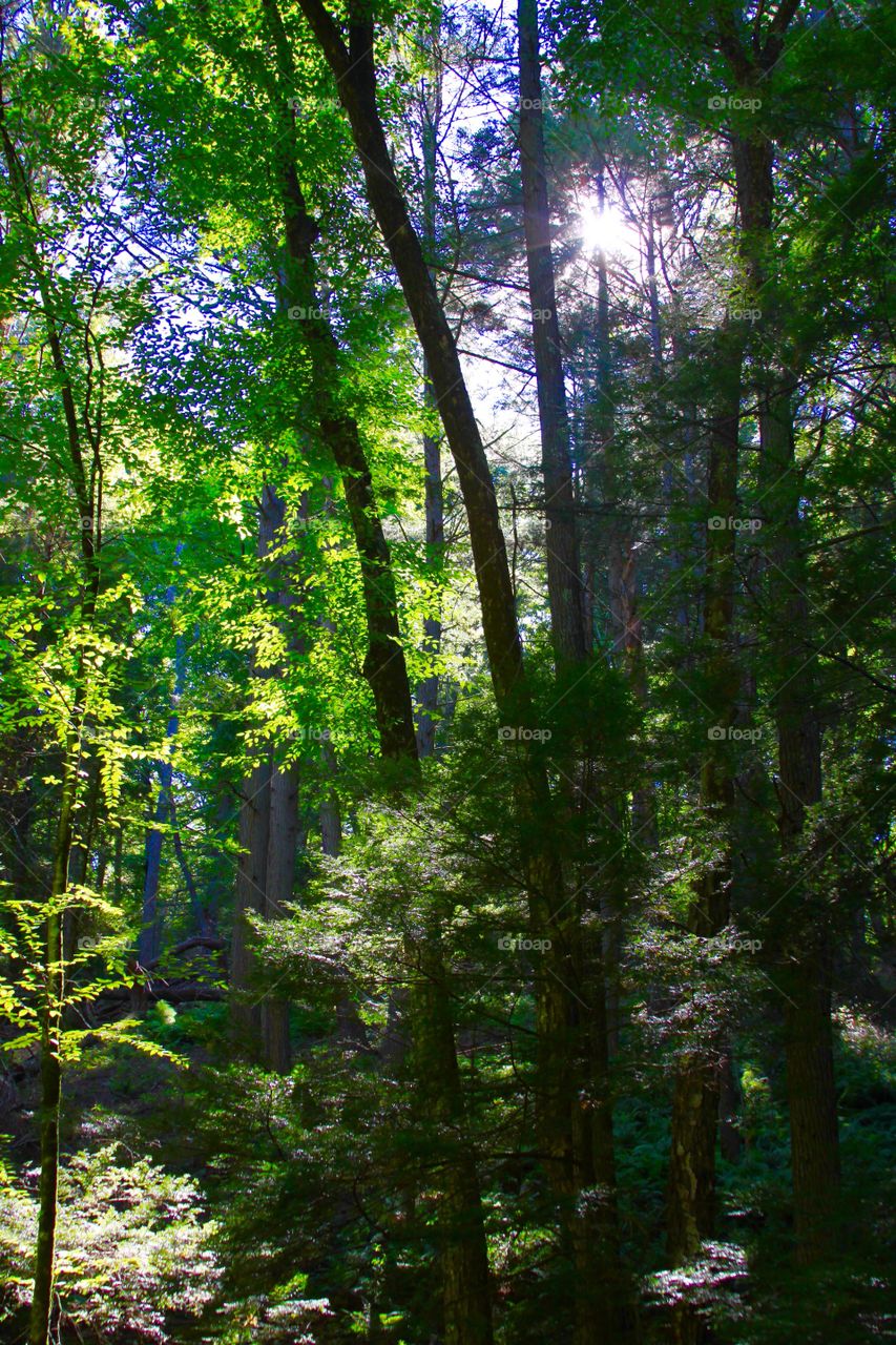 Backlit Forrest 