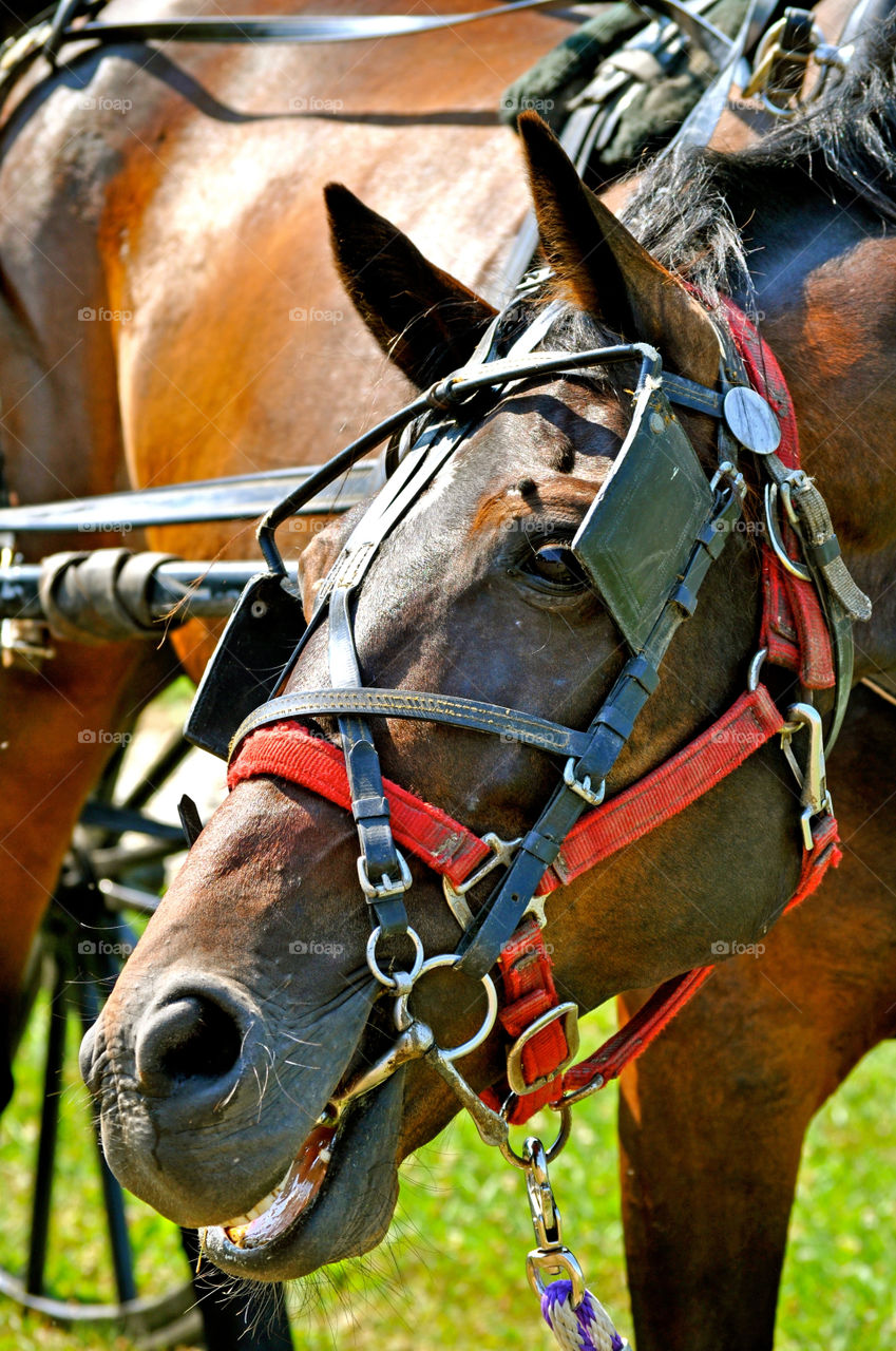 horse tether cammack indiana by refocusphoto