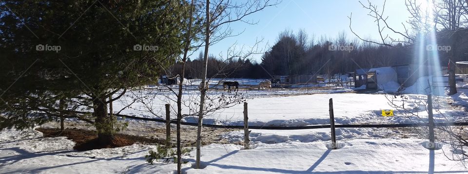 snow woods countryside winter horses