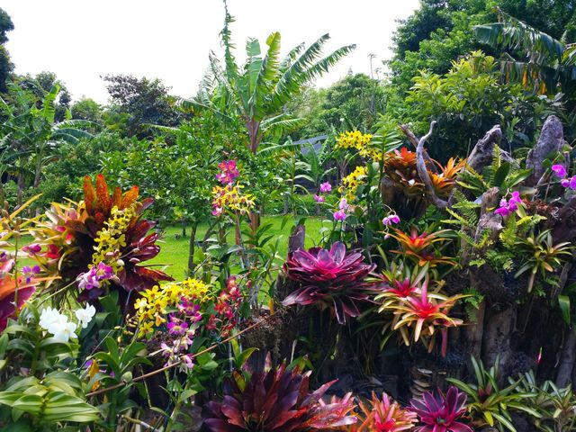 Garden. Garden