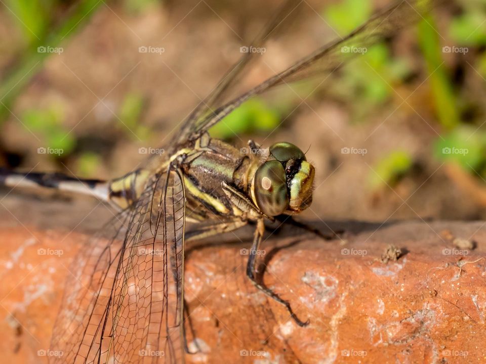 Closeup of Dragonfly