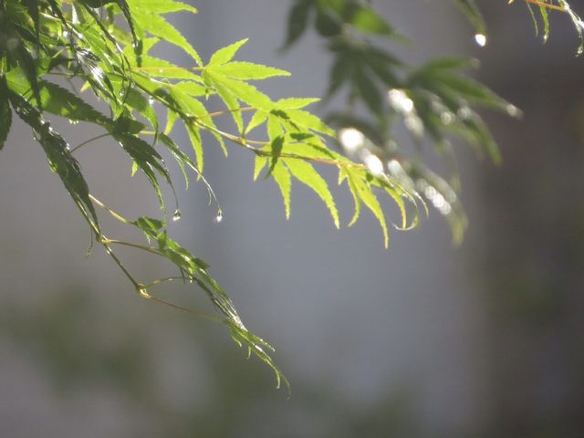 Leaves soaking up Sunshine