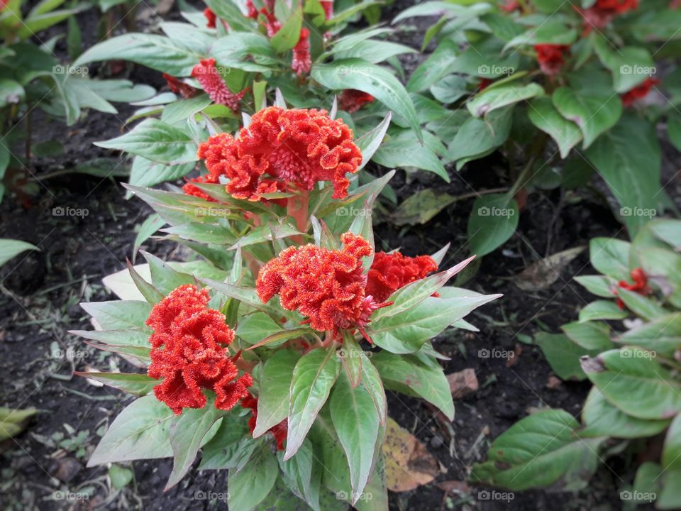 orange hornbill in botanical garden
