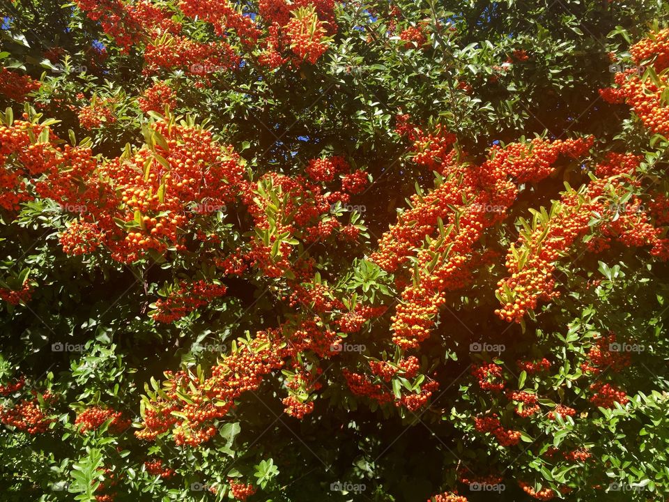 Bright pyracantha 