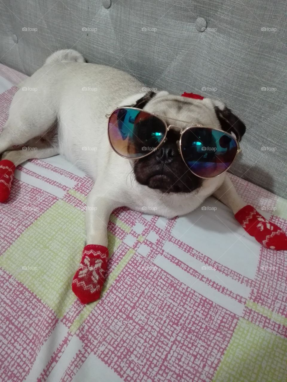 Love pug red socks cool