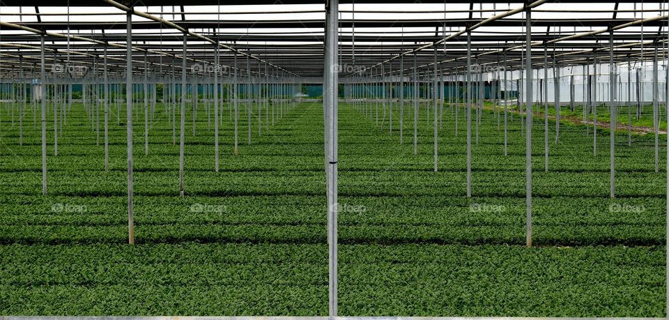 spinach in greenhouse