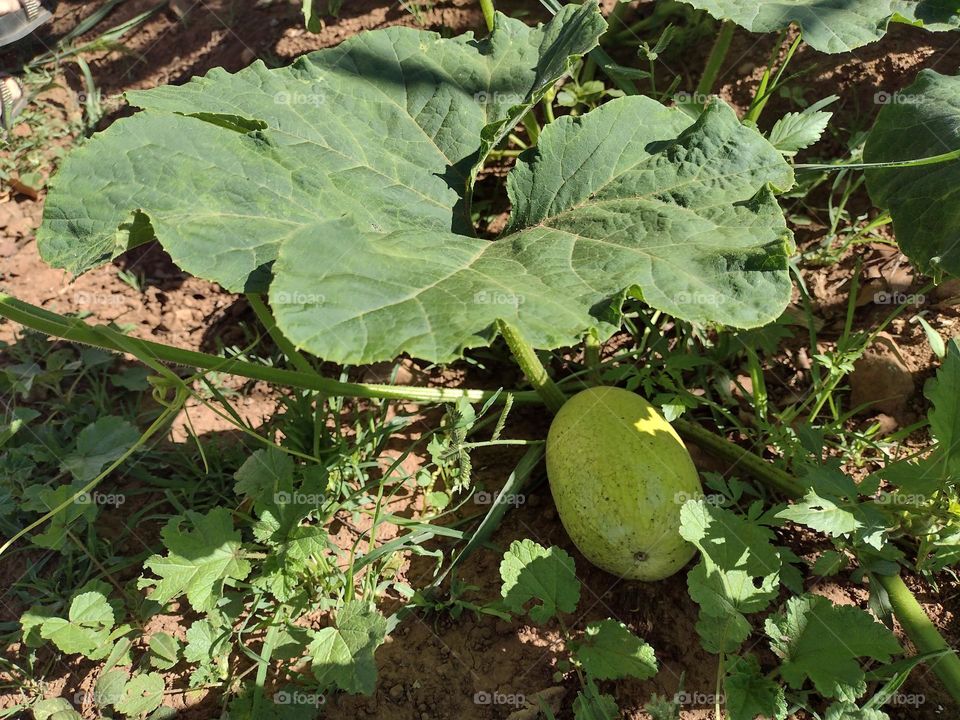 The countryside vs City