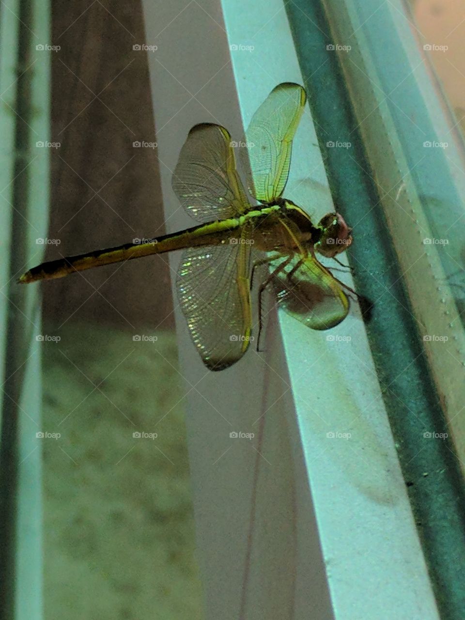 posing dragonfly