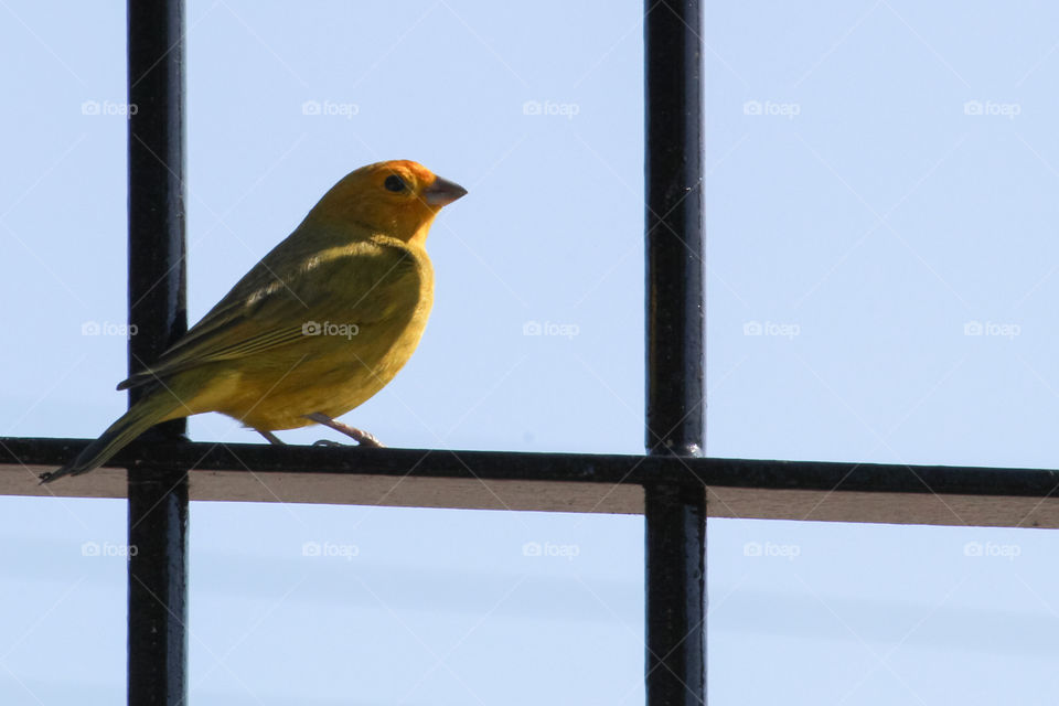Cute yellow bird on a fance