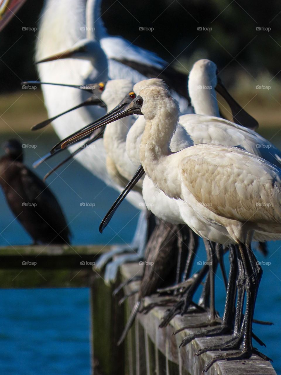 Birds on a jetty 