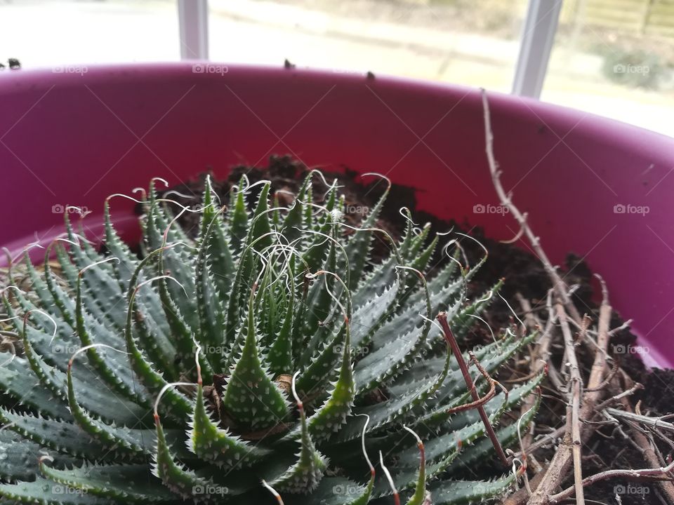 Simple and complicated