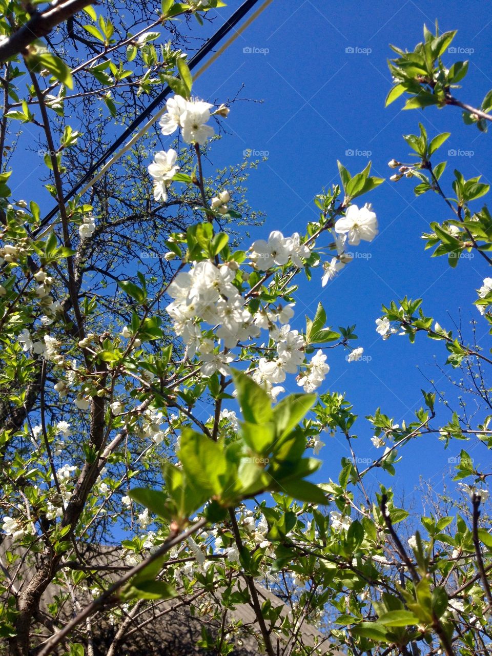 Spring blossom