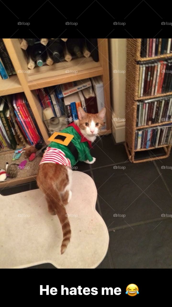 Link my cat as a Christmas elf 2017